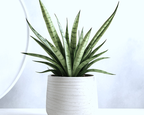 ○空気浄化植物○ 希少 大きめ ”サンスベリア・シルバープリンセス 鉢