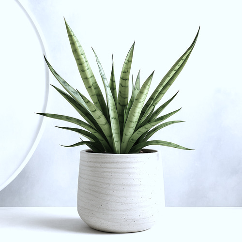 ○空気浄化植物○ 希少 大きめ ”サンスベリア・シルバープリンセス 鉢