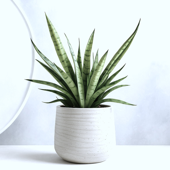 ●空気浄化植物●　希少　大きめ　”サンスベリア・シルバープリンセス　鉢カバーセット（セメント製）”　観葉植物　おしゃれ 1枚目の画像