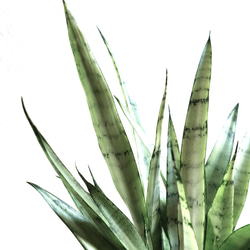 ●空気浄化植物●　希少　大きめ　”サンスベリア・シルバープリンセス　鉢カバーセット（セメント製）”　観葉植物　おしゃれ 3枚目の画像