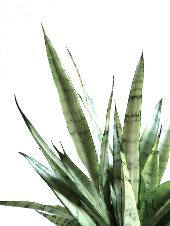 ●空気浄化植物●　希少　大きめ　”サンスベリア・シルバープリンセス　鉢カバーセット（セメント製）”　観葉植物　おしゃれ 3枚目の画像