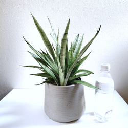 ●空気浄化植物●　希少　大きめ　”サンスベリア・シルバープリンセス　鉢カバーセット（セメント製）”　観葉植物　おしゃれ 6枚目の画像