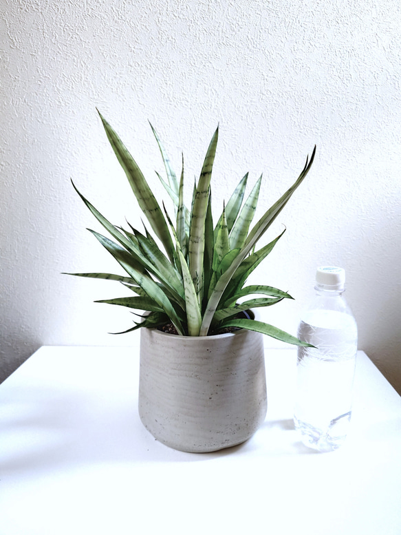 ●空気浄化植物●　希少　大きめ　”サンスベリア・シルバープリンセス　鉢カバーセット（セメント製）”　観葉植物　おしゃれ 6枚目の画像