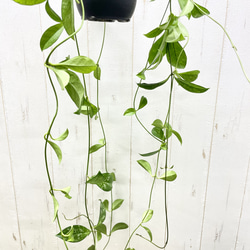 ロング株 ホヤ クラッシペティオラータ スプラッシュ 吊り鉢 4号 ハンギング 観葉植物 4枚目の画像
