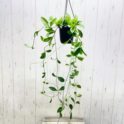 ロング株 ホヤ クラッシペティオラータ スプラッシュ 吊り鉢 4号 ハンギング 観葉植物 1枚目の画像