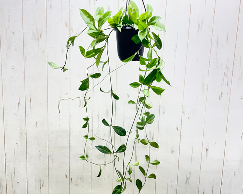 ロング株 ホヤ クラッシペティオラータ スプラッシュ 吊り鉢 4号