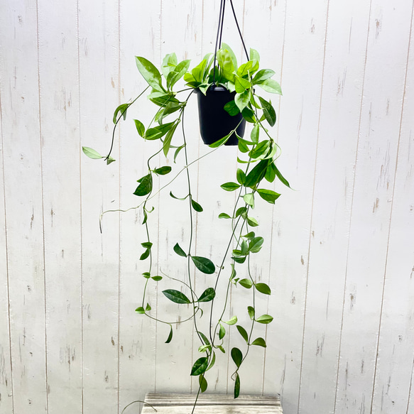 ロング株 ホヤ クラッシペティオラータ スプラッシュ 吊り鉢 4号 ハンギング 観葉植物 1枚目の画像