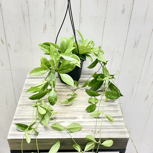 ロング株 ホヤ クラッシペティオラータ スプラッシュ 吊り鉢 4号