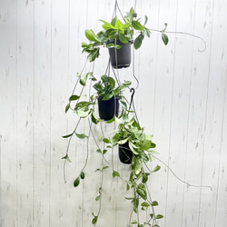 ロング株 ホヤ クラッシペティオラータ スプラッシュ 吊り鉢 4号 ハンギング 観葉植物 7枚目の画像