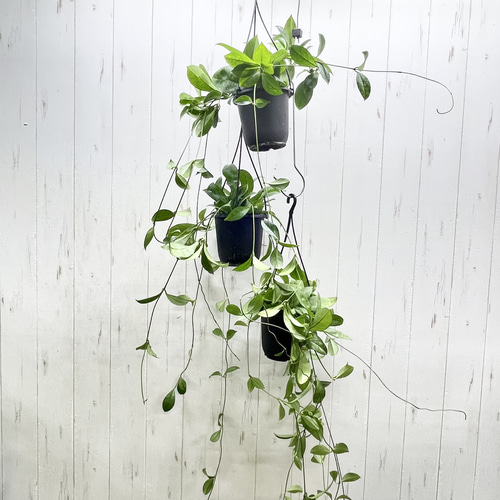 ロング株 ホヤ クラッシペティオラータ スプラッシュ 吊り鉢 4号