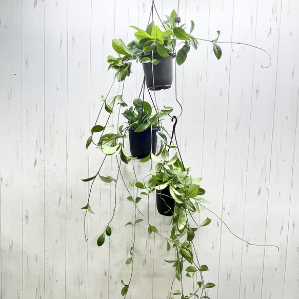 ロング株 ホヤ クラッシペティオラータ スプラッシュ 吊り鉢 4号 ハンギング 観葉植物 7枚目の画像