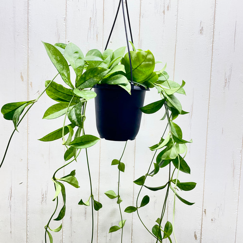 ロング株 ホヤ クラッシペティオラータ スプラッシュ 吊り鉢 4号