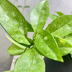 ロング株 ホヤ クラッシペティオラータ スプラッシュ 吊り鉢 4号 ハンギング 観葉植物 5枚目の画像