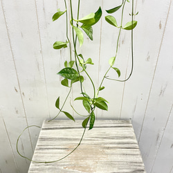 ロング株 ホヤ クラッシペティオラータ スプラッシュ 吊り鉢 4号 ハンギング 観葉植物 3枚目の画像