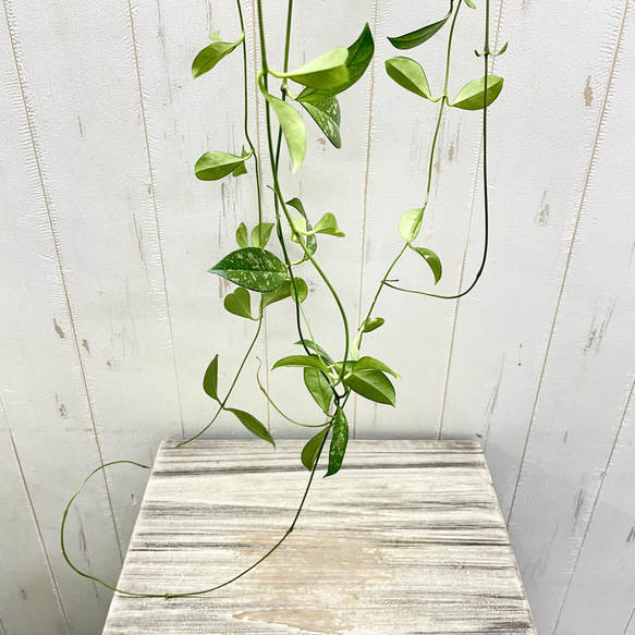 ロング株 ホヤ クラッシペティオラータ スプラッシュ 吊り鉢 4号 ハンギング 観葉植物 3枚目の画像