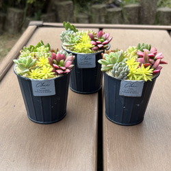 多肉植物 寄せ植え (⑅•͈૦•͈⑅).ᐟ.ᐟゴブレット 多肉植物 くる