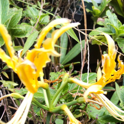 かなり濃黄色の【オーレア⠀1球】他のリコリスたちの中でも異彩を放ちます  今年我が家に咲いたリコリスの画像 3枚目の画像