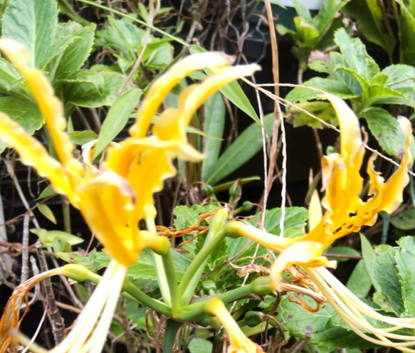 かなり濃黄色の【オーレア⠀1球】他のリコリスたちの中でも異彩を放ちます  今年我が家に咲いたリコリスの画像 3枚目の画像