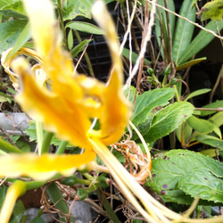 かなり濃黄色の【オーレア⠀1球】他のリコリスたちの中でも異彩を放ちます  今年我が家に咲いたリコリスの画像 2枚目の画像