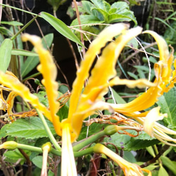 かなり濃黄色の【オーレア⠀1球】他のリコリスたちの中でも異彩を放ちます  今年我が家に咲いたリコリスの画像 1枚目の画像