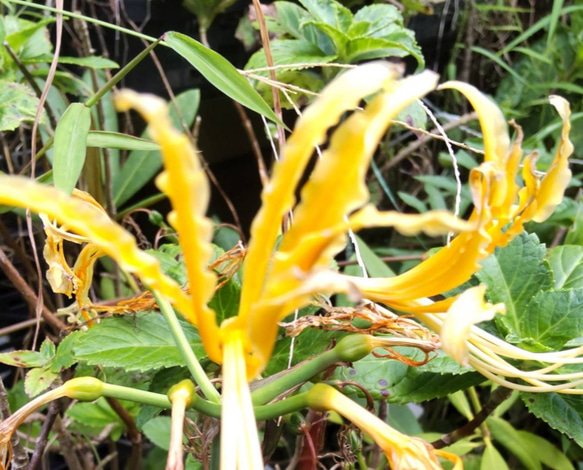 かなり濃黄色の【オーレア⠀1球】他のリコリスたちの中でも異彩を放ちます  今年我が家に咲いたリコリスの画像 1枚目の画像