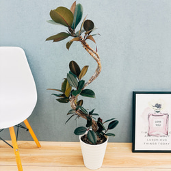 ［現品］【希少】4番　サイカス　クリビコーラ　ルテア　実生　蘇轍　観葉植物　レア 現品］【希少】1番 サイカス クリビコーラ ルテア 実生 蘇轍