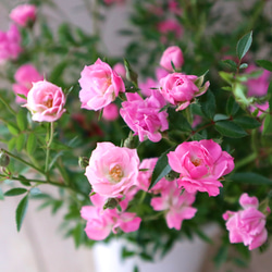 大苗♡アカシア♡パールアカシア♡シンボルツリー♡7号鉢