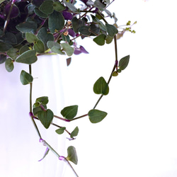 ●数量限定●　”ブライダルベール　軽量ハンギング鉢カバーセット（グレージュ・マットホワイト）"観葉植物　吊り下げ　ヘデラ 8枚目の画像