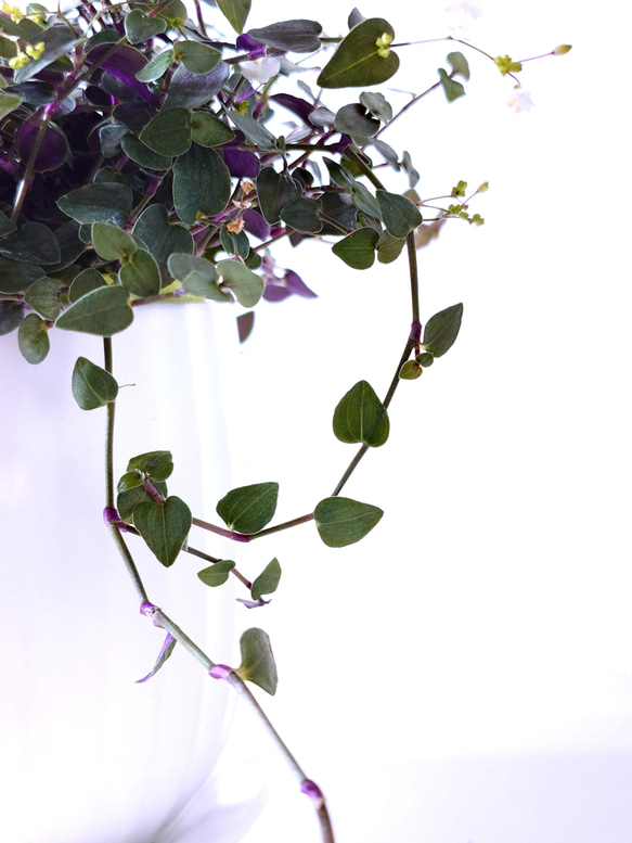 ●数量限定●　”ブライダルベール　軽量ハンギング鉢カバーセット（グレージュ・マットホワイト）"観葉植物　吊り下げ　ヘデラ 8枚目の画像