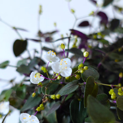 ●数量限定●　”ブライダルベール　軽量ハンギング鉢カバーセット（グレージュ・マットホワイト）"観葉植物　吊り下げ　ヘデラ 7枚目の画像