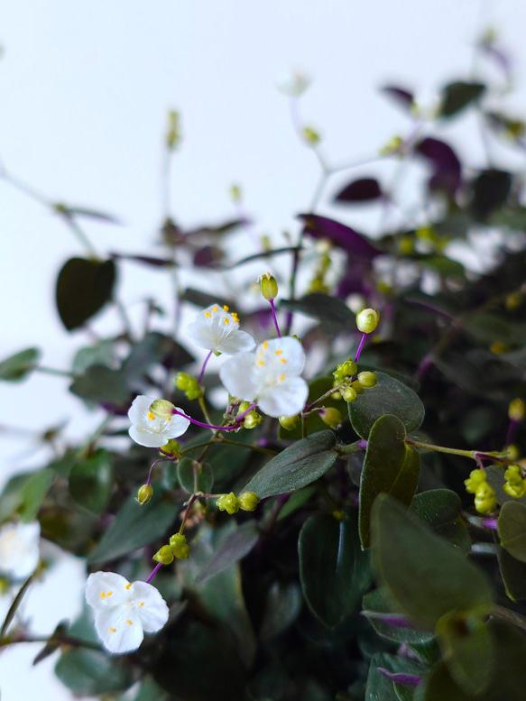 ●数量限定●　”ブライダルベール　軽量ハンギング鉢カバーセット（グレージュ・マットホワイト）"観葉植物　吊り下げ　ヘデラ 7枚目の画像