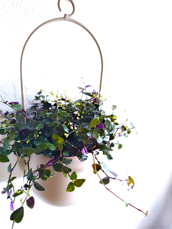 ●数量限定●　”ブライダルベール　軽量ハンギング鉢カバーセット（グレージュ・マットホワイト）"観葉植物　吊り下げ　ヘデラ 1枚目の画像