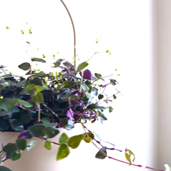 ●数量限定●　”ブライダルベール　軽量ハンギング鉢カバーセット（グレージュ・マットホワイト）"観葉植物　吊り下げ　ヘデラ 2枚目の画像