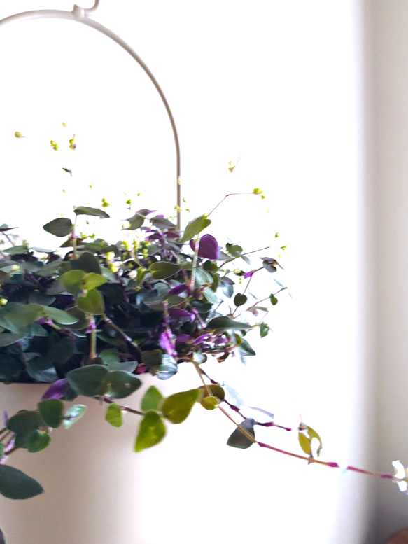 ●数量限定●　”ブライダルベール　軽量ハンギング鉢カバーセット（グレージュ・マットホワイト）"観葉植物　吊り下げ　ヘデラ 2枚目の画像