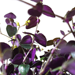 ●数量限定●　”ブライダルベール　軽量ハンギング鉢カバーセット（グレージュ・マットホワイト）"観葉植物　吊り下げ　ヘデラ 9枚目の画像