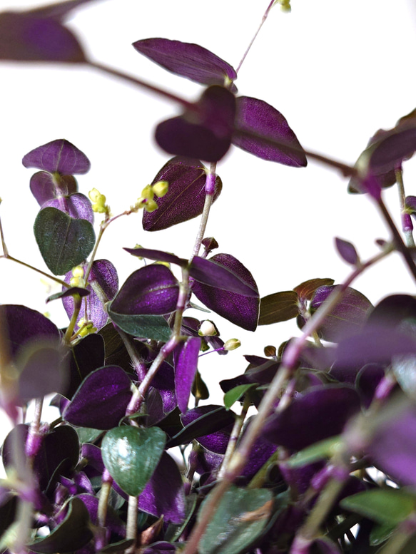 ●数量限定●　”ブライダルベール　軽量ハンギング鉢カバーセット（グレージュ・マットホワイト）"観葉植物　吊り下げ　ヘデラ 9枚目の画像