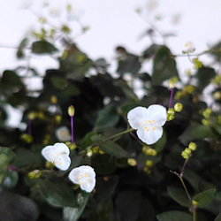 ●数量限定●　”ブライダルベール　軽量ハンギング鉢カバーセット（グレージュ・マットホワイト）"観葉植物　吊り下げ　ヘデラ 6枚目の画像