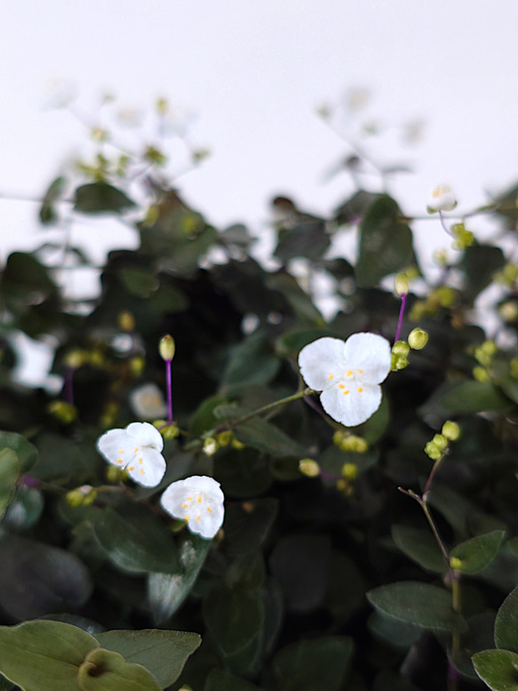 ●数量限定●　”ブライダルベール　軽量ハンギング鉢カバーセット（グレージュ・マットホワイト）"観葉植物　吊り下げ　ヘデラ 6枚目の画像