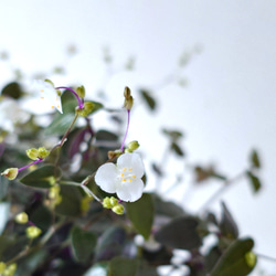 ●数量限定●　”ブライダルベール　軽量ハンギング鉢カバーセット（グレージュ・マットホワイト）"観葉植物　吊り下げ　ヘデラ 5枚目の画像