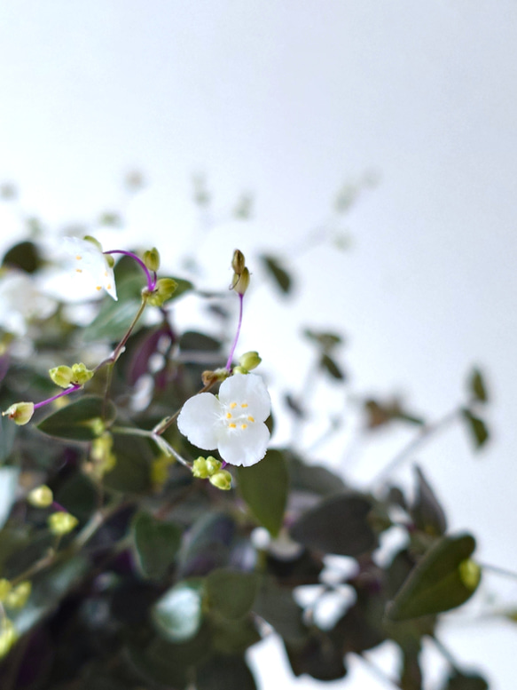 ●数量限定●　”ブライダルベール　軽量ハンギング鉢カバーセット（グレージュ・マットホワイト）"観葉植物　吊り下げ　ヘデラ 5枚目の画像