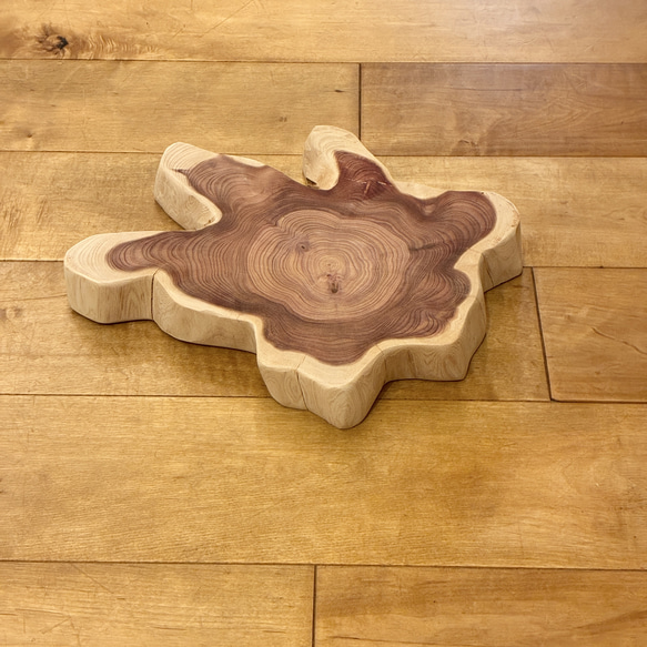 カイヅカイブキ　No.1436 1枚目の画像