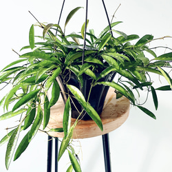 601. 希少 斑入り モンステラ ホワイトタイガー 5号鉢 多肉植物