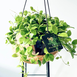 【一点限定】ドラセナ ヴィクトリア Lサイズ 透き通るような美しさ 観葉植物 一点限定】ドラセナ ヴィクトリア Lサイズ 透き通るような美しさ