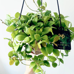 希少》サンスベリア タイハイブリッド Sサイズ 観葉植物 calm cafe