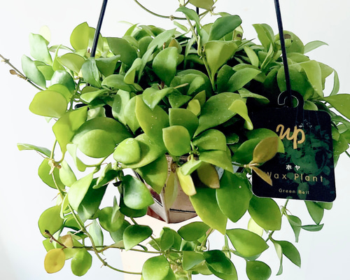 人気》ホヤ ヘウスケリアナピンク Hoya ハンギング 観葉植物 calm cafe