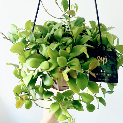 人気》ホヤ ヘウスケリアナピンク Hoya ハンギング 観葉植物 calm cafe