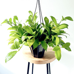 一点限定】ドラセナ ヴィクトリア Lサイズ 透き通るような美しさ