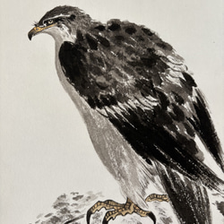 静中の動 鷹 岩 山 松 絵画 水墨画 掛け軸 絵画 こたつ 通販 19941505