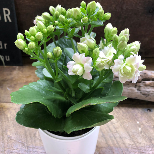 ホワイト♡カランコエ♡豪華な多肉植物♡パリ♡八重咲き♡インテリア