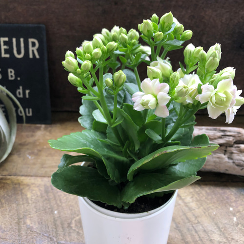 ★多肉 寄せ植え〜flower 29car  white〜★ 多肉 寄せ植え☆flower 29car 水色☆